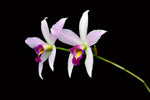 Carica l'immagine nel visualizzatore Galleria, Laelia anceps