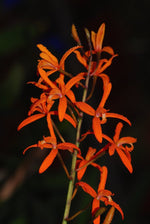 Carica l'immagine nel visualizzatore Galleria, Laelia cinnabarina