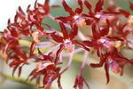 Carica l'immagine nel visualizzatore Galleria, Laelianthe Dulatiaca (Laelia undulata × Guarianthe aurantiaca)