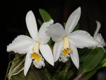 Carica l'immagine nel visualizzatore Galleria, Laelia jongheana f. alba