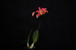 Carica l'immagine nel visualizzatore Galleria, Laelia longipes x milleri