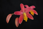 Carica l'immagine nel visualizzatore Galleria, Laelia longipes x milleri