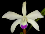 Carica l'immagine nel visualizzatore Galleria, Laelia perrinii var. semi-alba - Br orquidea