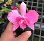 Carica l'immagine nel visualizzatore Galleria, Laelia (purpurata x sincorana) x sophronitis wittigiana