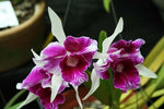 Carica l'immagine nel visualizzatore Galleria, Cattleya (syn. Laelia) purpurata trilabelo 'Oriental Senior' - Brazil Import