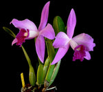 Carica l'immagine nel visualizzatore Galleria, Laelia purpurata x sincorana