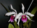 Carica l'immagine nel visualizzatore Galleria, Laelia purpurata