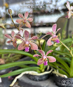 Carica l'immagine nel visualizzatore Galleria, Vanda lamellata × lilacina