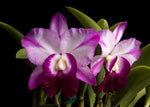 Carica l'immagine nel visualizzatore Galleria, Laeliocattleya Memoria Robert Strait 'Islander Delights'