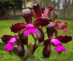 Carica l'immagine nel visualizzatore Galleria, Cattleya leopoldii 'Schokoladenprinz SM/DOG' x leopoldii 'Dark Prince'