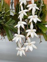 Carica l'immagine nel visualizzatore Galleria, Aerangis Liliana Rossi (distincta x biloba)