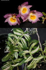 Carica l'immagine nel visualizzatore Galleria, Dendrobium loddigesii (Variegated)