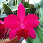 Carica l'immagine nel visualizzatore Galleria, Cattleya Love Castle 'Kurenai' (C. Psyche -1902 x C. José Dias Castro)