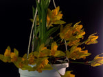 Carica l'immagine nel visualizzatore Galleria, Lycaste aromatica x cruenta