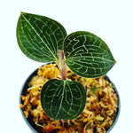 Carica l'immagine nel visualizzatore Galleria, Anoectochilus fomosanus ‘Jewel Orchid’