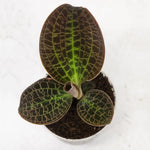Carica l'immagine nel visualizzatore Galleria, Macodes lowii 'Jewel Orchid'