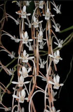 Carica l'immagine nel visualizzatore Galleria, Aerangis macrocentra