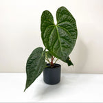 Carica l'immagine nel visualizzatore Galleria, Anthurium magnificum x luxurians