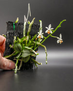 Carica l'immagine nel visualizzatore Galleria, Phalaenopsis malipoensis