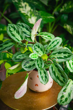 Carica l'immagine nel visualizzatore Galleria, Maranta cristata 'Intense'