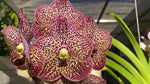 Carica l'immagine nel visualizzatore Galleria, Vanda Ascda Kulwadee fragrans