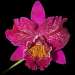 Carica l'immagine nel visualizzatore Galleria, Meloara Ching Sun Bright Star (Mel. Tzeng-Wen Tricia × Rlc. Shinfong Honey)
