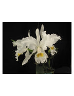 Carica l'immagine nel visualizzatore Galleria, Cattleya mendelii var. alba