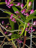 Carica l'immagine nel visualizzatore Galleria, Micropera utriculosa