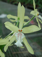 Carica l'immagine nel visualizzatore Galleria, Miltonia flavescens