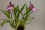 Carica l'immagine nel visualizzatore Galleria, Miltonia spectabilis var. moreliana