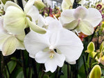 Carica l'immagine nel visualizzatore Galleria, Phalaenopsis Manta Mindoro