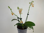 Carica l'immagine nel visualizzatore Galleria, Phalaenopsis Mini Mark - Peloric 3 lips
