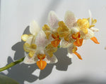 Carica l'immagine nel visualizzatore Galleria, Phalaenopsis Mini Mark - Peloric 3 lips
