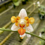 Carica l'immagine nel visualizzatore Galleria, Phalaenopsis Mini Mark - Peloric 3 lips