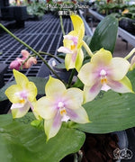 Carica l'immagine nel visualizzatore Galleria, Phalaenopsis Mituo Prince