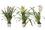 Carica l'immagine nel visualizzatore Galleria, Cymbidium Mix