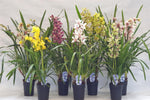 Carica l'immagine nel visualizzatore Galleria, Cymbidium Mix