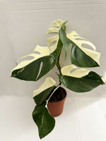 Carica l'immagine nel visualizzatore Galleria, Monstera albo variegata HALF MOON