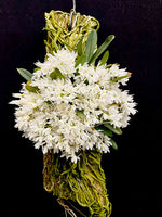 Carica l'immagine nel visualizzatore Galleria, Mystacidium braybonae