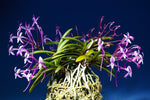 Carica l'immagine nel visualizzatore Galleria, Neofinetia falcata 'Benitengu' 紅天狗