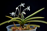 Carica l'immagine nel visualizzatore Galleria, Neofinetia falcata 'Higashidemiyako' 東出都