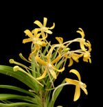 Carica l'immagine nel visualizzatore Galleria, Neofinetia falcata 'Kibana Fuuran' 黄花風蘭