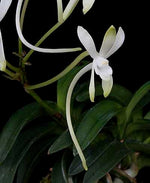 Carica l'immagine nel visualizzatore Galleria, Neofinetia falcata 'Suikaden'