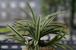 Carica l'immagine nel visualizzatore Galleria, Neofinetia falcata 'Surugafukurin' 駿河覆輪