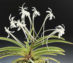 Carica l'immagine nel visualizzatore Galleria, Neofinetia falcata 'Surugafukurin' 駿河覆輪