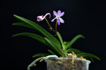 Carica l'immagine nel visualizzatore Galleria, Neostylis Lou Sneary 'Pink' (Neofinetia falcata x Rhynchostylis coelestis pink)