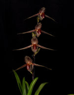 Carica l'immagine nel visualizzatore Galleria, Paphiopedilum rothschildianum x sib ('Man of War' x 'Hidemi') - Orchid Inn, Ltd.