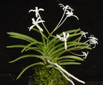Carica l'immagine nel visualizzatore Galleria, Neofinetia falcata 'Hoshiguruma' 星車