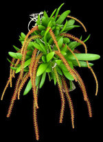 Carica l'immagine nel visualizzatore Galleria, Oberonia rufilabris