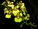 Carica l'immagine nel visualizzatore Galleria, Oncidium ampliatum